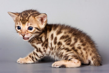 Bengal cat kitten on a gray background