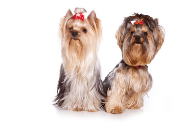 Two dogs Yorkshire terrier with bows (isolated on white)