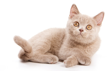 beige british cat kitten lies (isolated on white)