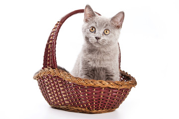 Fototapeta na wymiar Gray British cat kitten in a basket (isolated on white)