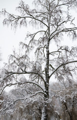  trees in the snow, beautiful winter landscape