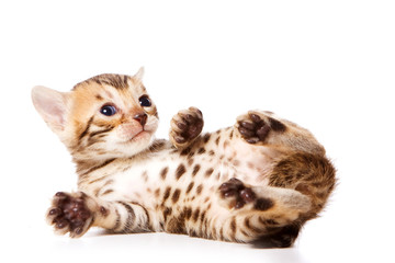 Red Bengal Cat Kitten plays (isolated on white)