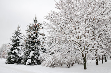  trees in the snow, beautiful winter landscape