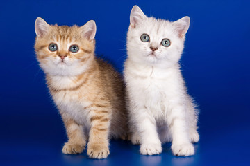 Fototapeta na wymiar Two striped kitty british cat on a blue background