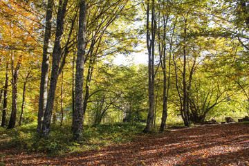 Autumn forest in Lago-Naki