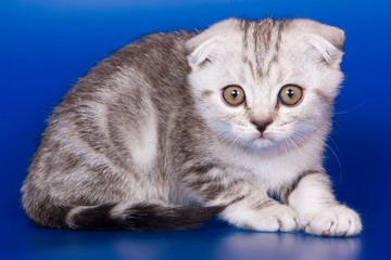 Gray striped kitty british cat on a blue background