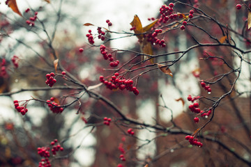 red berries on a bush in a garden in winter