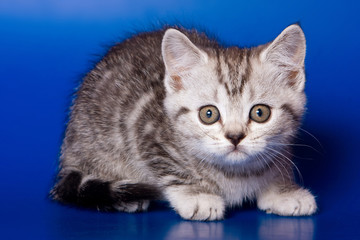 Gray striped kitty british cat on a blue background
