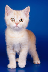 Light tabby British cat kitten on a blue background