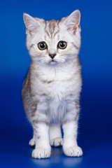 Light tabby British cat kitten on a blue background