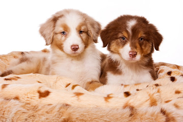 two puppies of australian shepherd on a blanket (isolated on white)