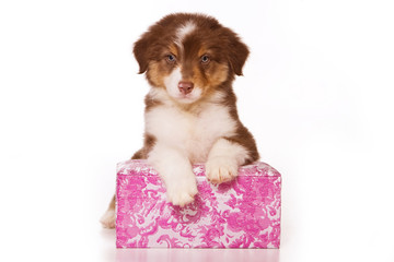 Australian Shepherd puppy in box (isolated on white)