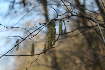 Herbst