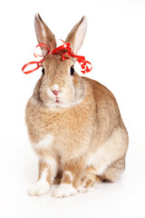 Cute red rabbit with a bow (isolated on white)