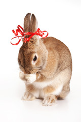 Red-haired rabbit with bows washes (isolated on white)