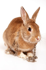 Red rabbit and iron chain (isolated on white)