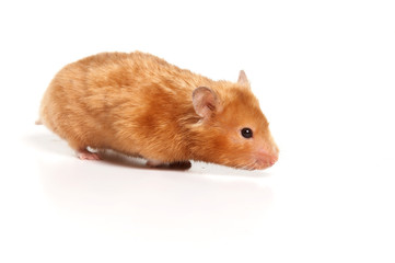 Red hamster (isolated on white)