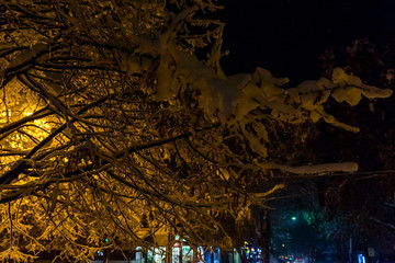 Tree Snow And Night Light