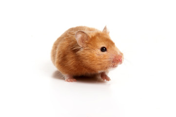 Red hamster (isolated on white)