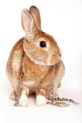 Red rabbit and iron chain (isolated on white)