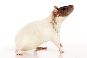 white rat (isolated on white)