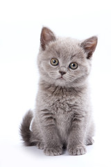 Fototapeta Gray British cat kitten (isolated on white) obraz