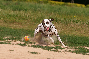 Dalmatian dog runs and plays with the ball in the grass