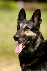 German shepherd portrait on the grass