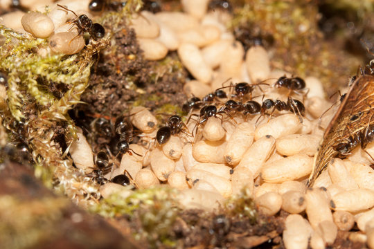 fourmis lasius sp. avec le couvain