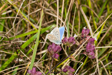 papillon des marais lycenides sp.