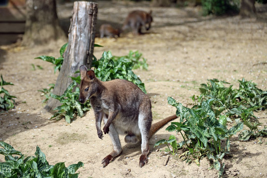 Kangourou Wallaby