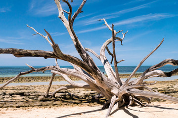 Großes Treibholz am Shark Bay - Green Island - Great Barrier Reef - Australien