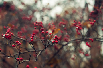 red berries on a bush in a garden in winter