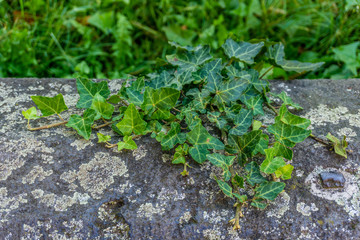 Plant and lichen on stone