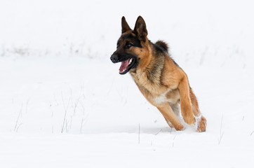 german shepherd dog in winter