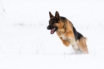 german shepherd dog in winter
