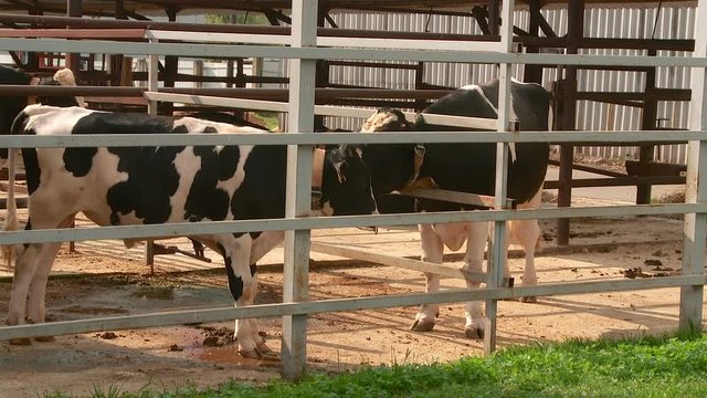 breeding cows and bulls on the farm
