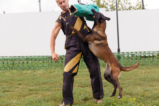 The instructor conducts the lesson with the Belgian Shepherd dog