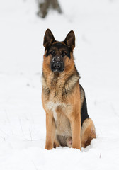 german shepherd dog in winter