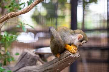 little monkey looking down in cage in Thailand zoo