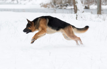 german shepherd dog in winter