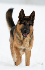 german shepherd dog in winter