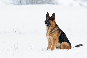 german shepherd dog in winter
