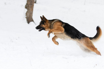 german shepherd dog in winter