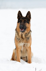 german shepherd dog in winter