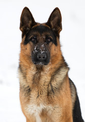 german shepherd dog in winter