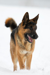 german shepherd dog in winter