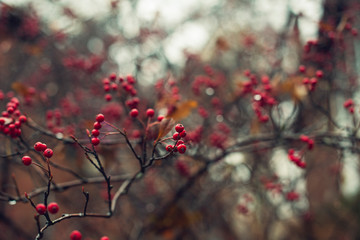 red berries on a bush in a garden in winter