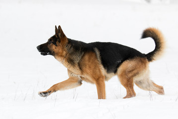 german shepherd dog in winter