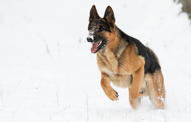 german shepherd dog in winter